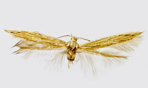 Slovakia, Malé Kršteňany, PR Veľký vrch,   leg., det. & coll. Richter Ig., wingspan 13 mm