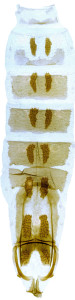 1-  2810 Coleophora monoceros, abd. – kópia