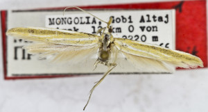 HOLOTYPUS, coll. TTMB, wingspan 21 mm