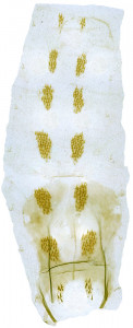 10 - 3857 Coleophora subsolana