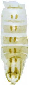 12 - 2820 Coleophora falkovitshella = cornutella syn.