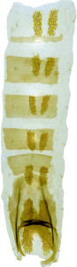 25 - 2819 Coleophora amarchana abd.