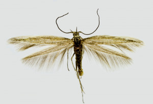 Russia, Altai rep., Kosh Adag, Kurai env., 1550 m, 9. - 10. 7. 2014, leg. & coll. Šumpich, det. Tabell, wingspan 11 mm