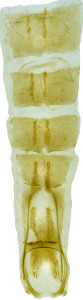 26 - 2833 Coleophora discifera abd.