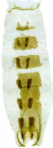 38 - 825 Coleophora paradoxella abd.