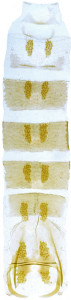 40 - 818 Coleophora hsiaolingensis abd.