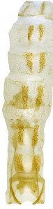 46 - 2787 Coleophora flavicornis abd.
