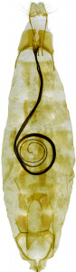 HOLOTYPUS, coll. TTMB