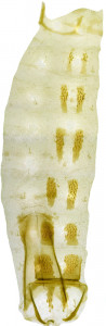 49 - 2783 Coleophora ignobilis abd.