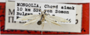 HOLOTYPUS, coll. TTMB, wingspan 12 mm