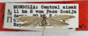 HOLOTYPUS, coll. TTMB, wingspan 16 mm