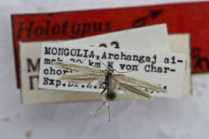 HOLOTYPUS, coll. TTMB, wingspan 12 mm