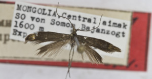 HOLOTYPUS, coll. TTMB, wingspan 14 mm