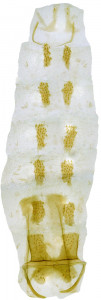 50 - 2788 Coleophora unicrenata abd.