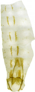 52 - 2789 Coleophora tolensis abd.