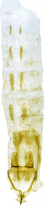55 - 2782 Coleophora talynella abd.