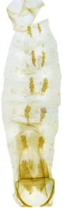 59 - 2752 Coleophora spargospinosella abd.