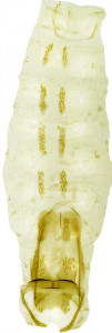 60 - 2749 Coleophora bulganella abd.