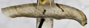 Coleophora singreni (3)