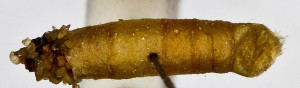 Coleophora tytri (3)