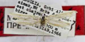 HOLOTYPUS, coll. TTMB, wingspan 18 mm