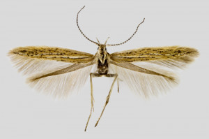 Spain, Soria, Aldehuella de Calatanazor, 19. 6. 2018, leg. & coll. Laštuvka A., det. G. Baldizzone, wingspan 10 mm