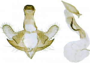Greece, Igumenitsa, 5 km W, 5 m, 23. 6. 2011, leg. & coll. Skyva, det. Richter Ig., GP 24203 IgR