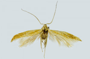 Greece, Igumenitsa, 5 km W, 5 m, 14. 7. 2005, leg. & coll. Skyva, det. Richter Ig., wingspan 12 mm