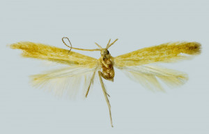 Greece, Piéria, Leptokária, 17. - 22. 8. 1996, leg. & coll. Skyva, det. Richter Ig., wingspan 13 mm
