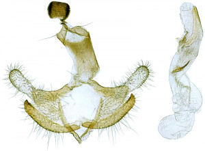 Sardegna,  Olbia, La Saline, 10 m, 3. 5. 2010, leg. & coll. Skyva, det. Galdizzone, GP 25332 IgR