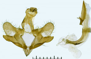 Armenia, Hatsavan, 4. 7. 2008, 1080m, leg. Vacule, det. & coll. Richter Ig., GP 27797 IgR