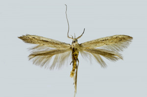 Armenia, Jerevan, Hatsavan env., Azat rez. 1071 m, 11. 6. 2017, leg. & coll. Šumpich, det. Richter Ig., wingspan 13,5 mm